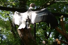 Andenkondor (Vultur gryphus) im Zoo Dortmund