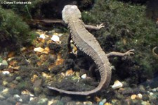 Gupo-Warzenmolch (Paramesotriton fuzhongensis) im Aquazoo Löbbecke Museum Düsseldorf