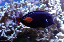 Achilles Drückerfisch (Acanthurus achilles) im Aquazoo Löbbecke Museum Düsseldorf