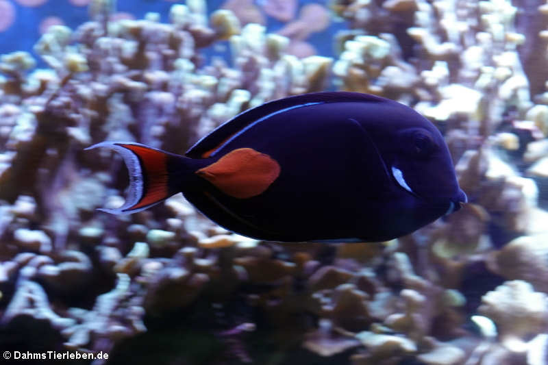 Acanthurus achilles