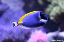 Acanthurus leucosternon-4