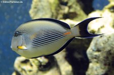 Rotmeer-Doktorfisch (Acanthurus sohal) im Aquazoo Löbbecke Museum Düsseldorf