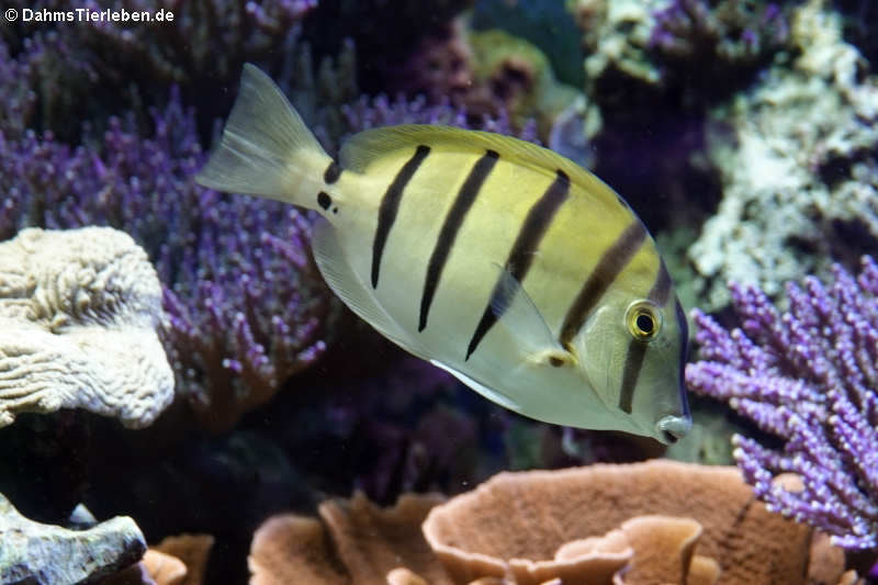 Gitter-Doktorfisch (Acanthurus triostegus)