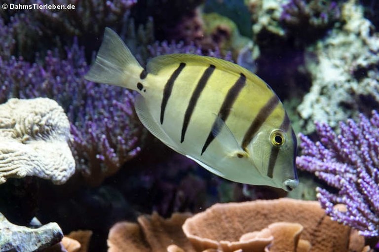 Acanthurus triostegus