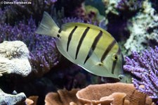 Gitter-Doktorfisch (Acanthurus triostegus) im Aquazoo Löbbecke Museum Düsseldorf