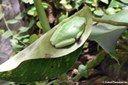 Agalychnis callidryas