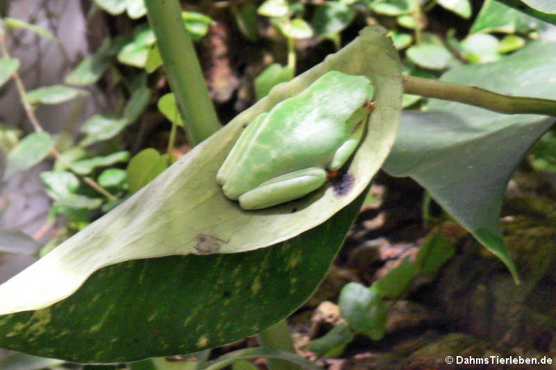 Agalychnis callidryas