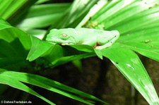 Schwarzaugenlaubfrosch (Agalychnis moreletii) im Aquazoo Löbbecke Museum Düsseldorf