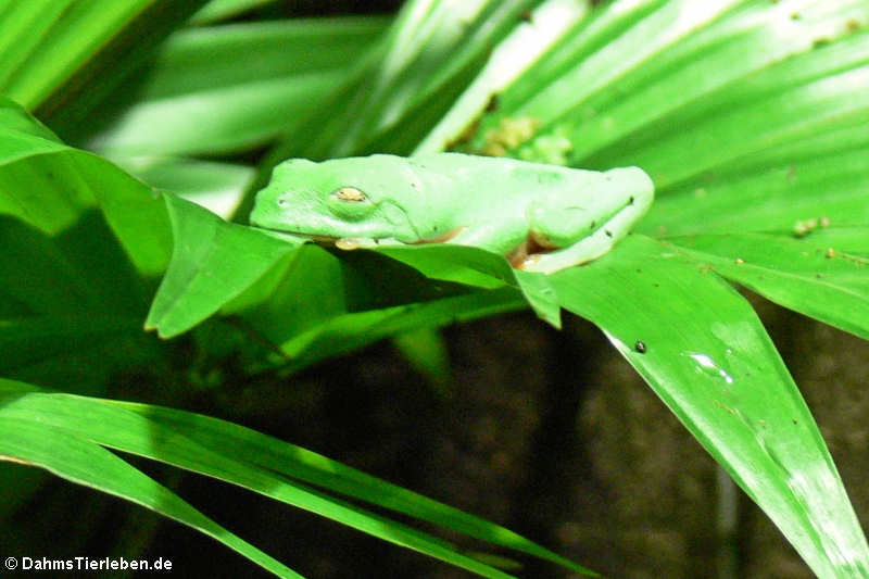 Agalychnis moreletti