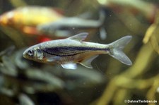 Alburnoides bipunctatus-2