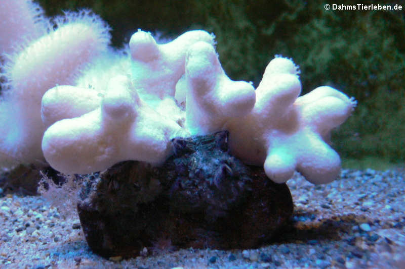 Tote Meerhand Alcyonium digitatum-2