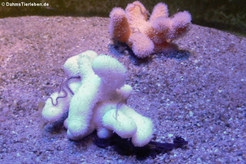 Tote Meerhand oder Nordische Korkkoralle (Alcyonium digitatum)