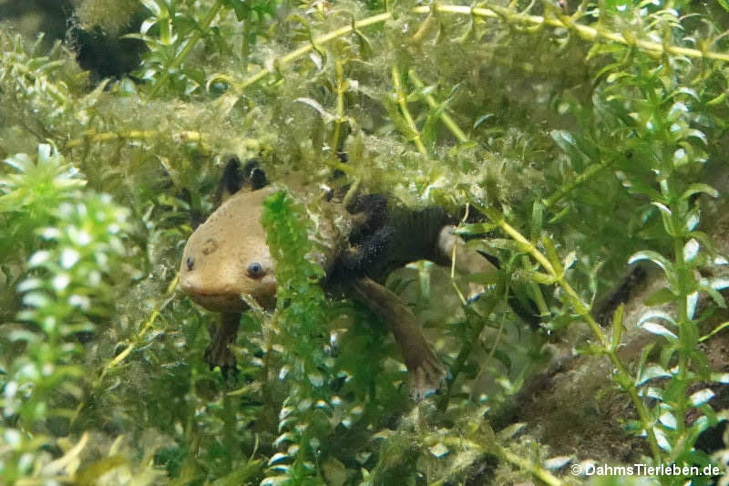 Ambystoma dumerilii-2