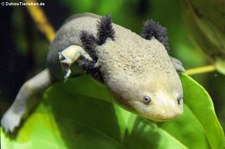 Pátzcuarosee-Querzahnmolch (Ambystoma dumerilii) im Aquazoo Löbbecke Museum Düsseldorf