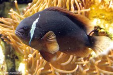 Weißbinden-Anemonenfisch (Amphiprion frenatus) im Aquazoo Löbbecke Museum Düsseldorf