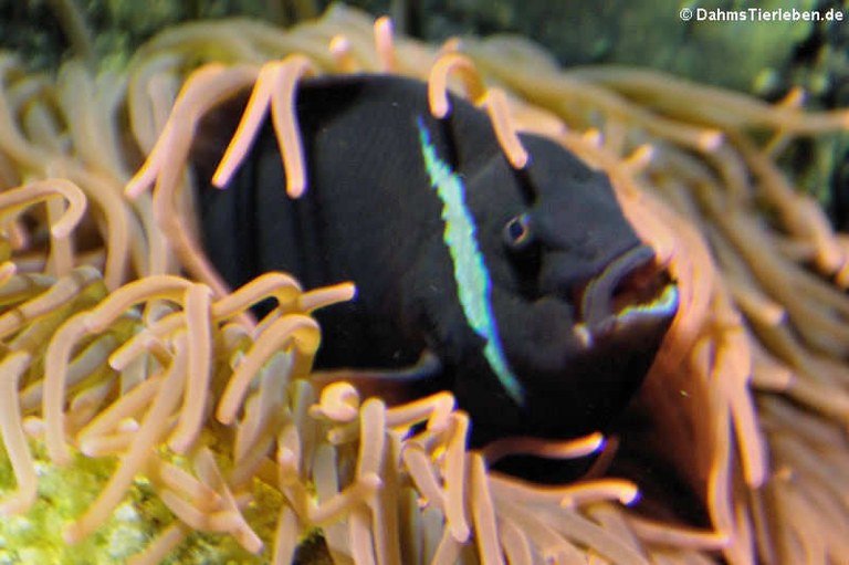 Amphiprion frenatus