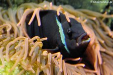 Weißbinden-Anemonenfisch (Amphiprion frenatus) im Aquazoo Löbbecke Museum Düsseldorf