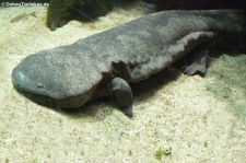 Chinesischer Riesensalamander (Andrias davidianus) im Aquazoo Löbbecke Museum Düsseldorf