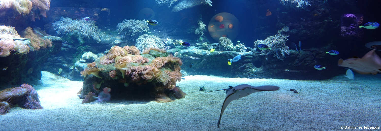 Blick in das große Aquarium für Salzwasserbewohner