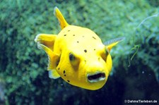 Sternenkugelfisch (Arothron meleagris)
im Aquazoo Löbbecke Museum Düsseldorf Arothron meleagris-3