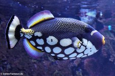 Leopard-Drückerfisch (Balistoides conspicillum) im Aquazoo Löbbecke Museum Düsseldorf