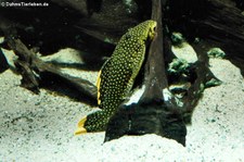 Orangesaum-Prachtharnischwels (Baryancistrus xanthellus) im Aquazoo Löbbecke Museum Düsseldorf