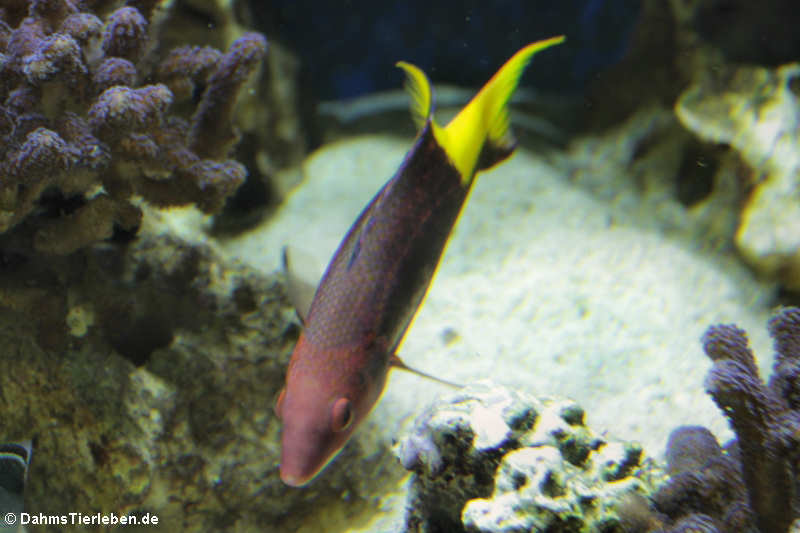 Kubalippfisch Bodianus pulchellus-2