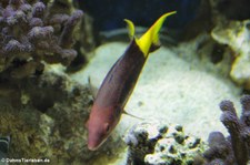 Kubalippfisch (Bodianus pulchellus) im Aquazoo Löbbecke Museum Düsseldorf