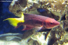 Kubalippfisch (Bodianus pulchellus) im Aquazoo Löbbecke Museum Düsseldorf