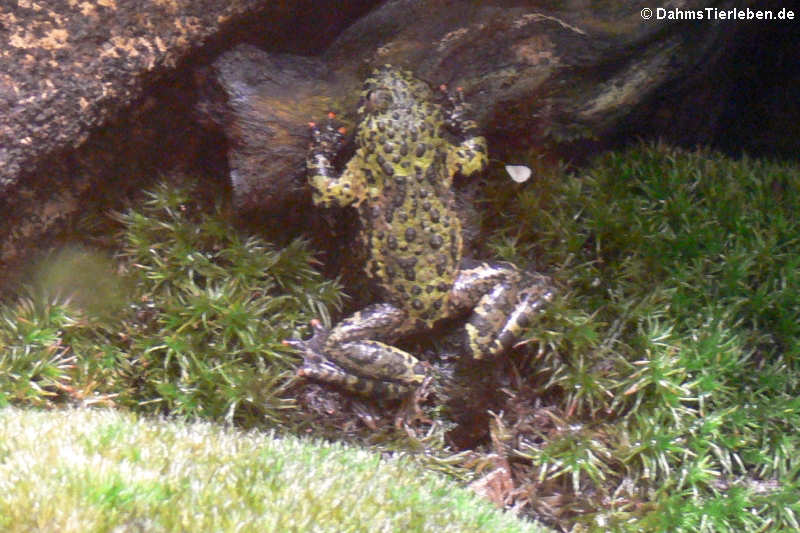 Chinesische Rotbauchunke (Bombina orientalis)