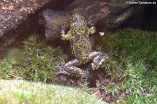 Chinesische Rotbauchunke (Bombina orientalis) im Aquazoo Löbbecke Museum Düsseldorf