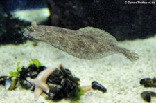 Weitaugenbutt (Bothus podas) im Aquazoo Löbbecke Museum Düsseldorf