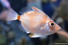 Eberfisch (Capros aper) im Aquazoo Löbbecke Museum, Düsseldorf