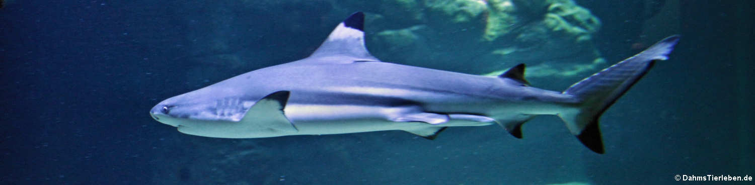 Schwarzspitzen-Riffhai (Carcharhinus melanopterus)