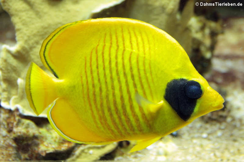 Maskenfalterfisch (Chaetodon semilarvatus)