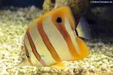 Kupferstreifen-Pinzettfisch (Chelmon rostratus) im Aquazoo Löbbecke Museum Düsseldorf