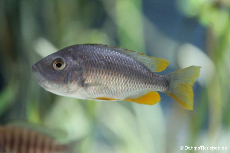Copadichromis borleyi