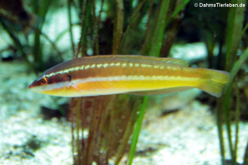 Meerjunker Coris julis-1