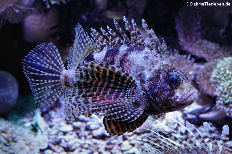 Kurzflossen-Zwergfeuerfisch (Dendrochirus brachypterus)