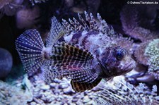 Kurzflossen-Zwergfeuerfisch (Dendrochirus brachypterus) im Aquazoo Löbbecke Museum Düsseldorf