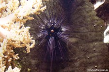 Diademseeigel (Diadema setosum) im Aquazoo Löbbecke Museum Düsseldorf