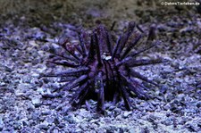 Kleiner Lanzenseeigel (Eucidaris) im Aquazoo Löbbecke Museum Düsseldorf