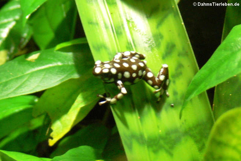 Marañon-Baumsteiger (Excidobates mysteriosus)