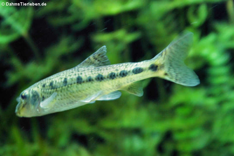 Gründling Gobio gobio-1