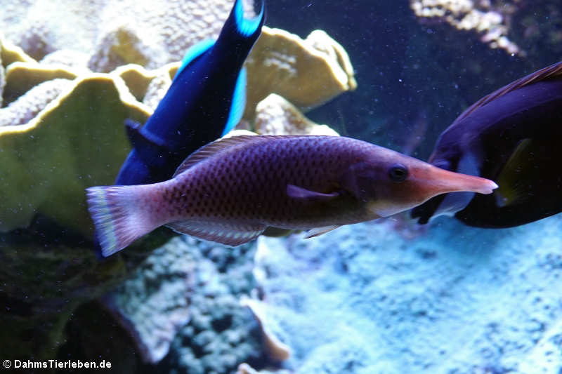 Grüner Vogel-Lippfisch (Gomphosus varius)