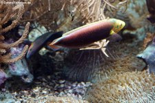 Gelbkopfjunker (Halichoeres iridis) im Aquazoo Löbbecke Museum Düsseldorf