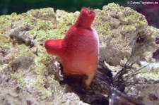 Rote Sescheide (Halocynthia papillosa) im Aquazoo Löbbecke Museum, Düsseldorf