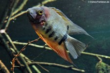 Augenfleck-Buntbarsch (Heros efasciatus) im Aquazoo Löbbecke Museum Düsseldorf