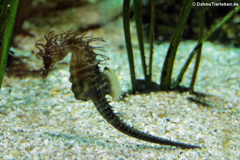 Langschnäuziges Seepferdchen Hippocampus guttulatus-1