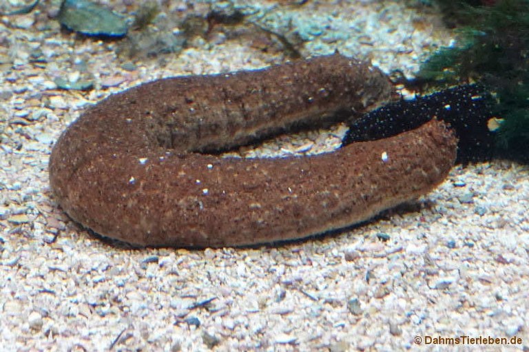 Holothuria tubulosa